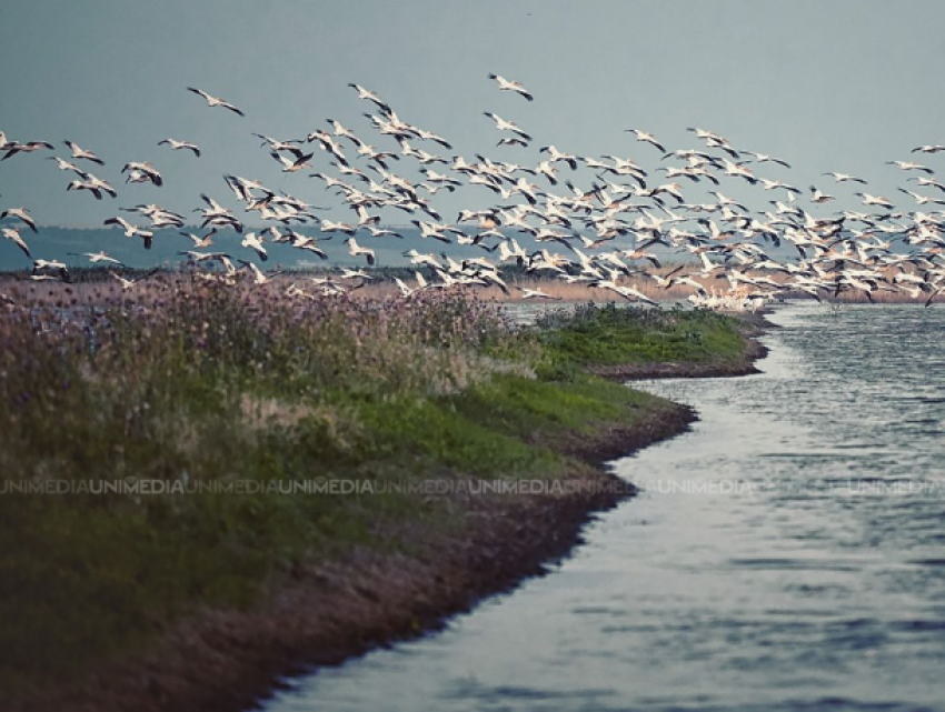 Невероятной красоты зрелище в Гагаузии – озеро Конгаз заполонили сотни пеликанов