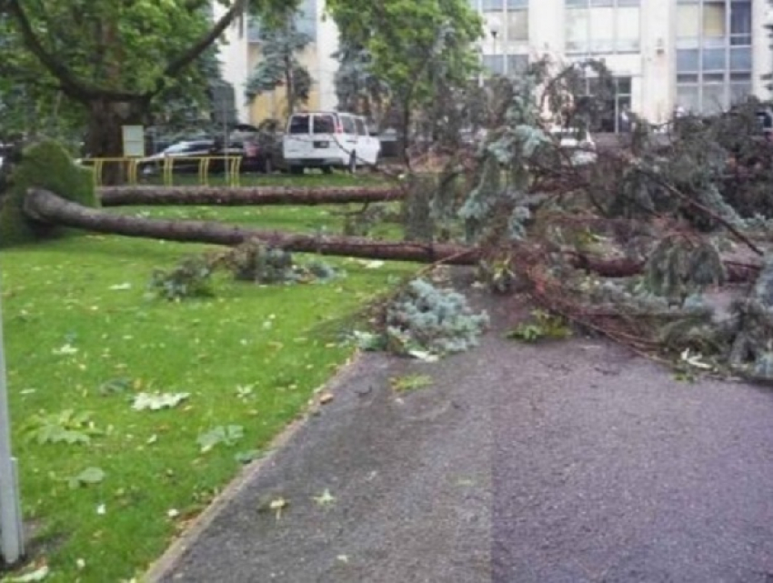 Рухнувшие на автомобили под ударом шторма деревья возмутили жителей Кишинева