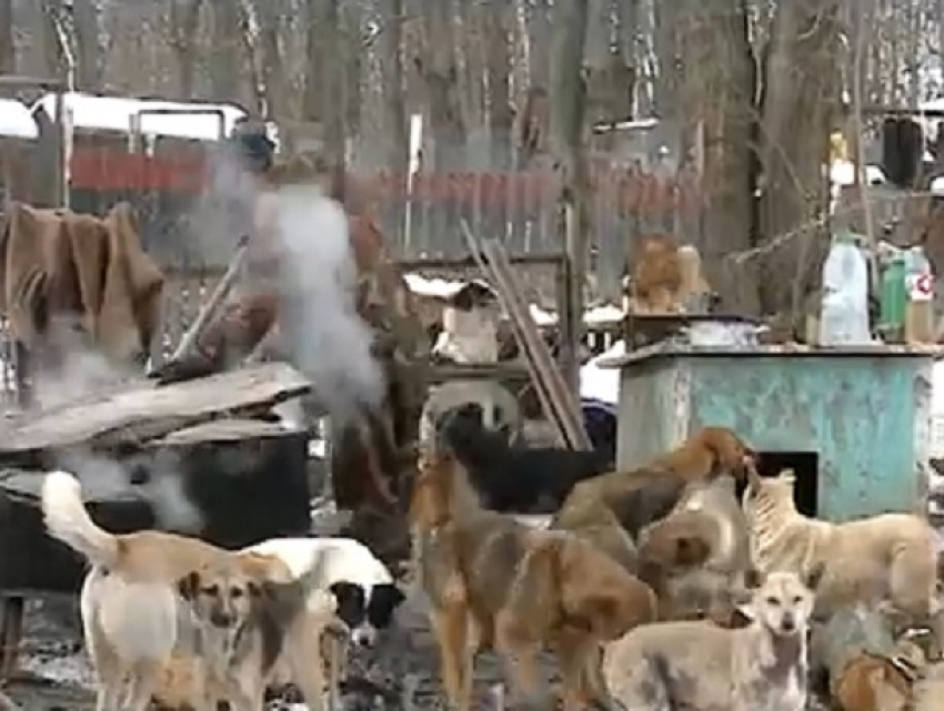 Сотни собак оказалась под угрозой голодной смерти в приюте Кишинева