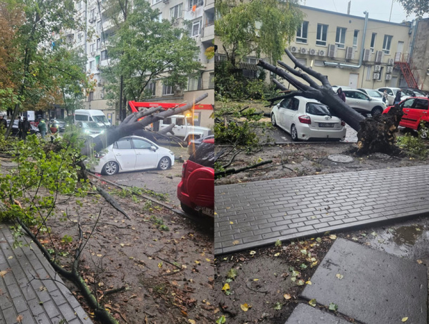 Дожди парализовали Кишинев: поваленные деревья, разбитые дороги и десятки поврежденных машин