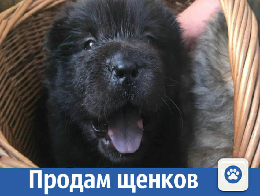 Продам щенков редкой породы «Медвежий Шарпей"
