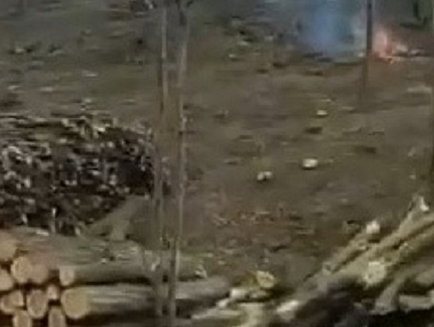 В Фалештах оштрафованы лесники, сжигавшие ветки и листья