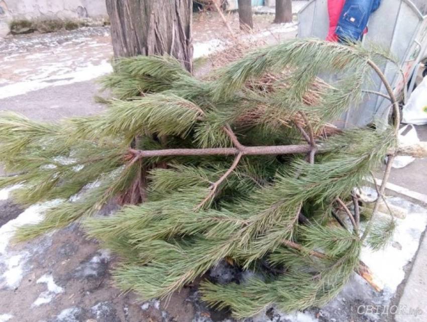 Куда складировать новогодние елки в Кишиневе?