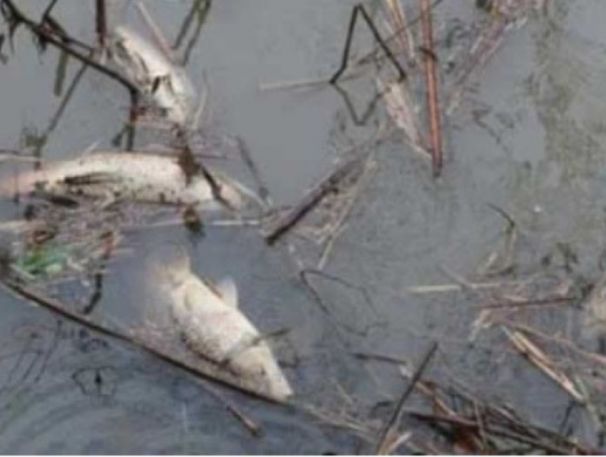 Более 100 кг малька погибло в низовьях Днестра из-за преступной халатности