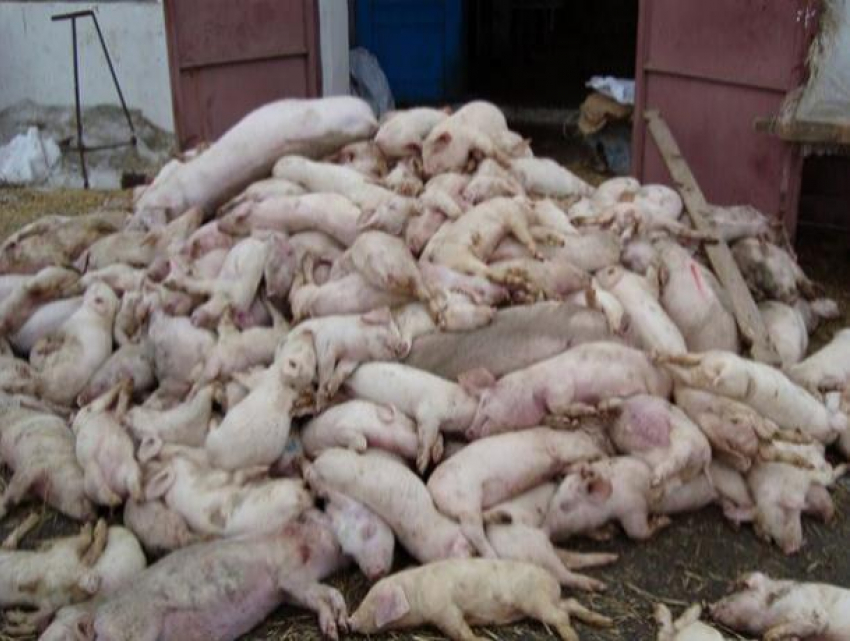 Вспышка африканской чумы свиней обнаружена в Кагульском районе 