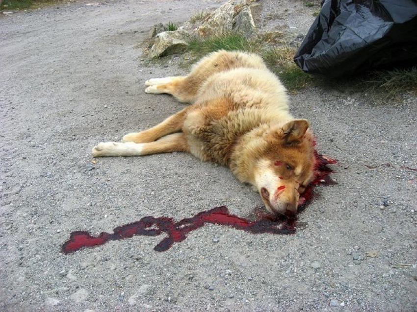 Впервые в Румынии живодера посадили в тюрьму за убийство собаки