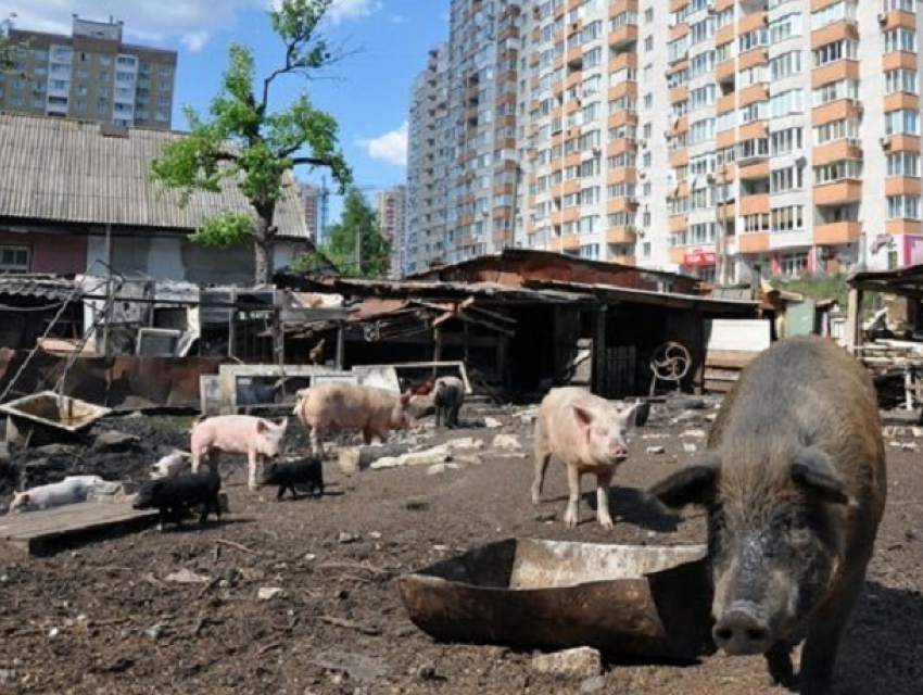 "Отрубленные головы, нечем дышать": житель Бельц разводит свиней и коз во дворе многоэтажки