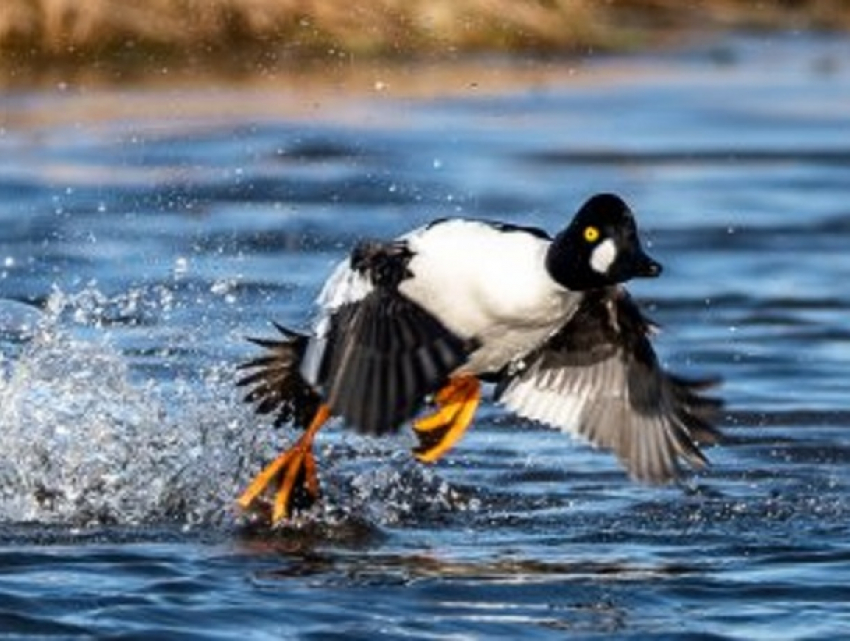 В Молдове провели перепись диких водоплавающих птиц: нашлись 78 видов