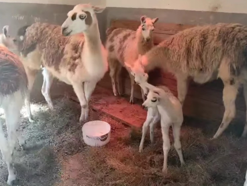 В кишиневском зоопарке родилась лама