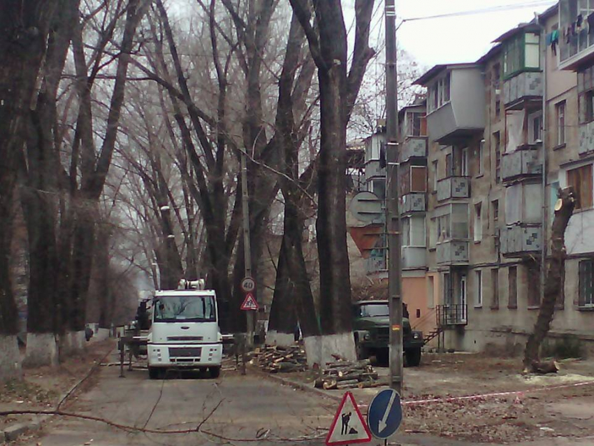 В Кишиневе продолжается вырубка деревьев: теперь на Ботанике