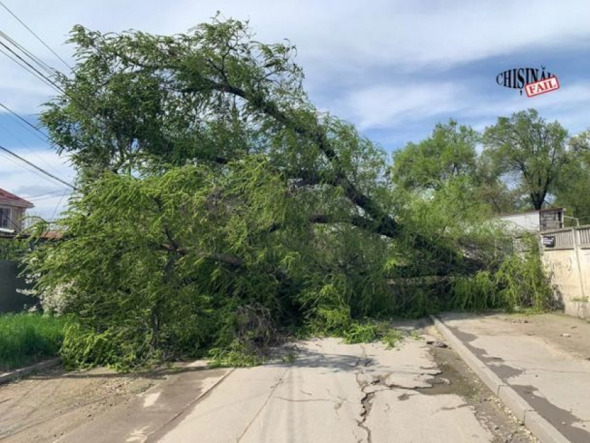 Ветер повалил огромное дерево в Кишинёве, дорога полностью заблокирована