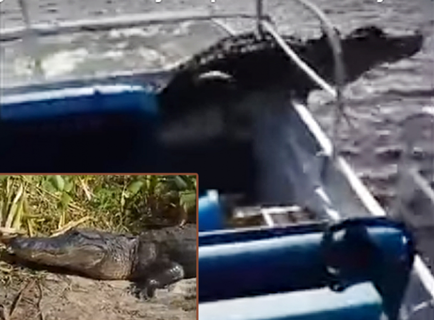 Молниеносный прыжок огромного крокодила в лодку к шокированным туристам сняли на видео