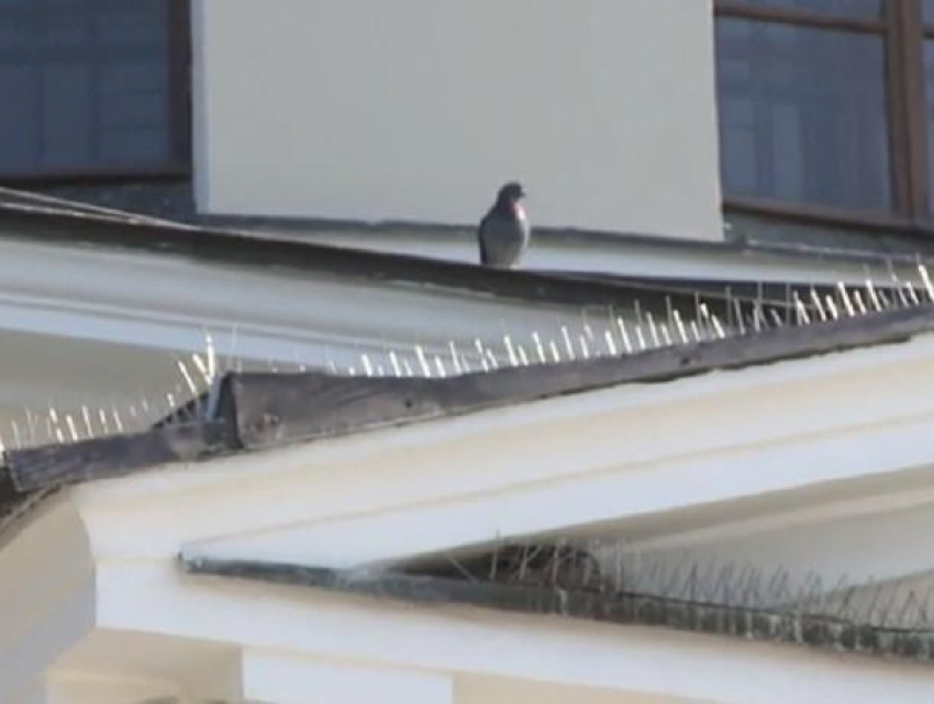 На крыше Кафедрального Собора установлены специальные штыри против голубей