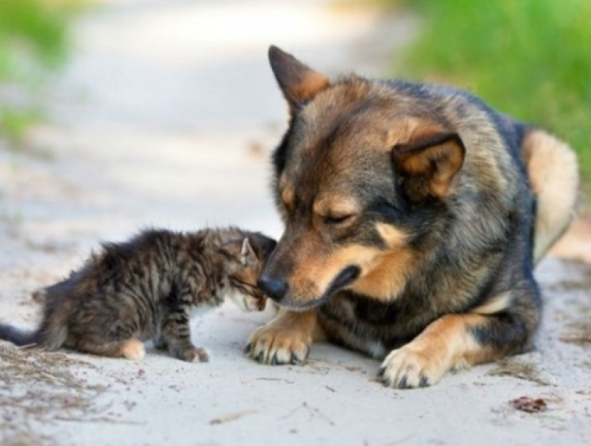 Сделано. В Кишиневе приняты два регламента о животных