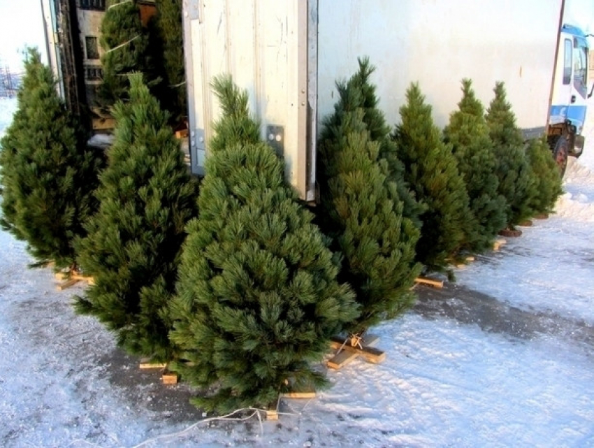 Предвкушая праздники - первые рождественские елки уже в продаже