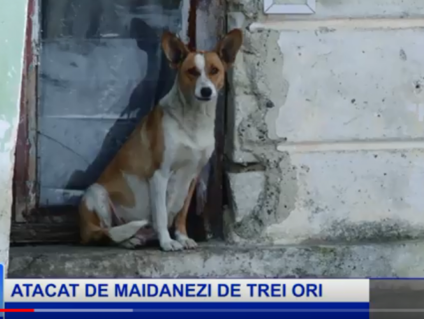 СМИ: В Бельцах бродячие собаки нападают на детей