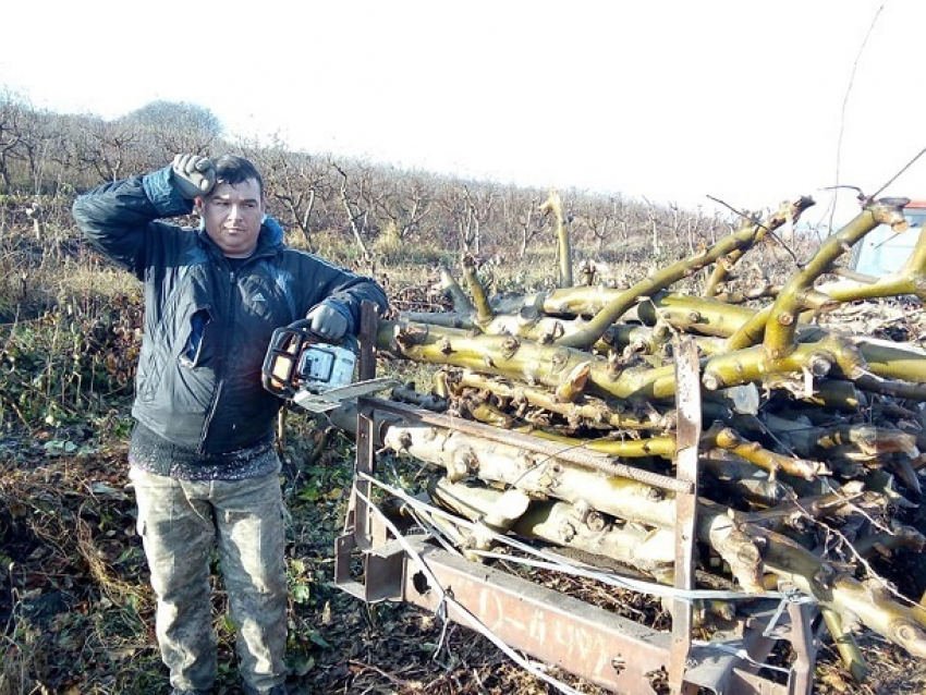 В Дондюшанском районе фермеры вынуждены уничтожать знаменитые яблоневые сады