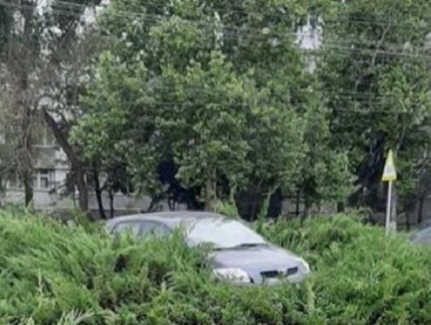 В Бельцах водитель припарковался прямо посреди кустов можжевельника
