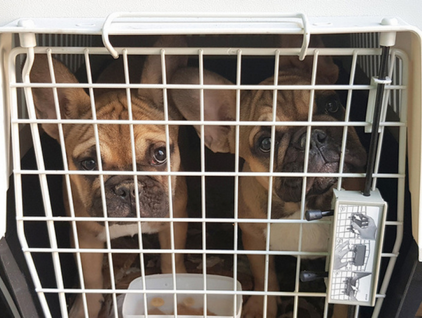 16 щенков-нелегалов из Молдовы задержали на Брянской таможне