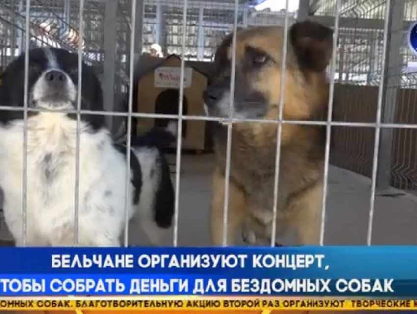 В Бельцах пройдет концерт в помощь бездомным животным