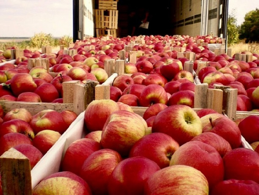 Молдову признали в числе главных поставщиков свежих яблок в Россию