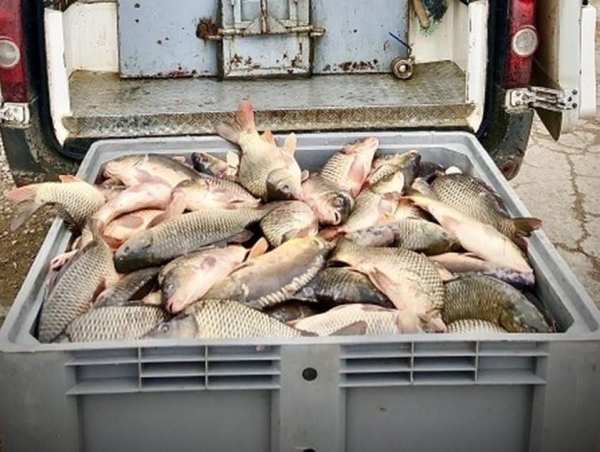 В Кишиневе изъяли более 500 кг свежей рыбы, непригодной для еды