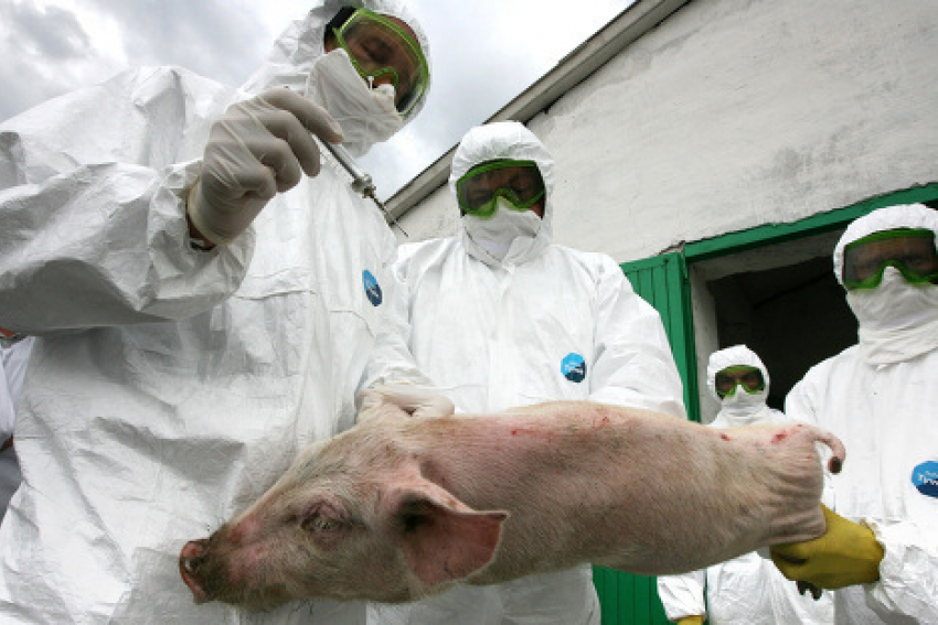 Молдове угрожает африканская чума свиней