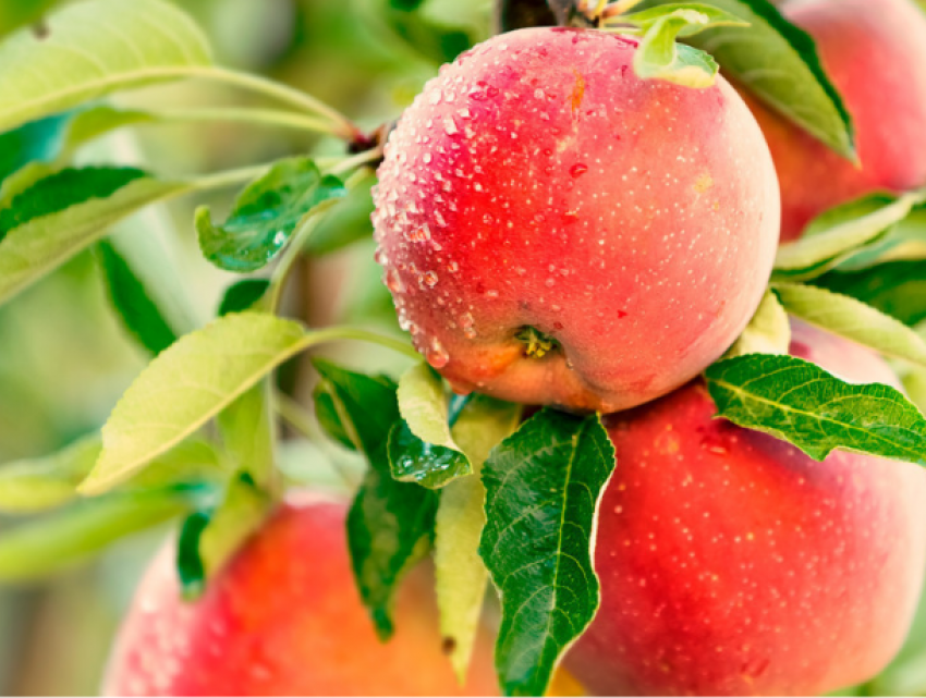 Копим витамины на зиму – яблоки в Молдове дешевеют