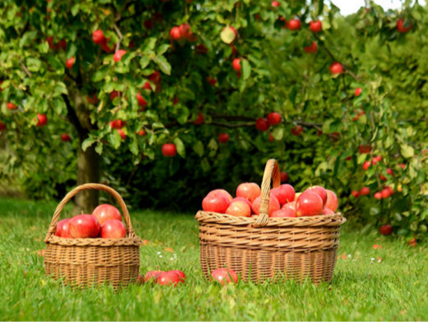 Молдавские яблоки попадут на российский рынок уже в новом году
