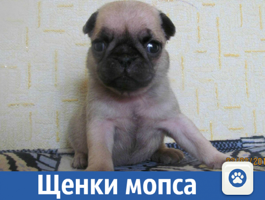 Продаются милейшие щенки мопса