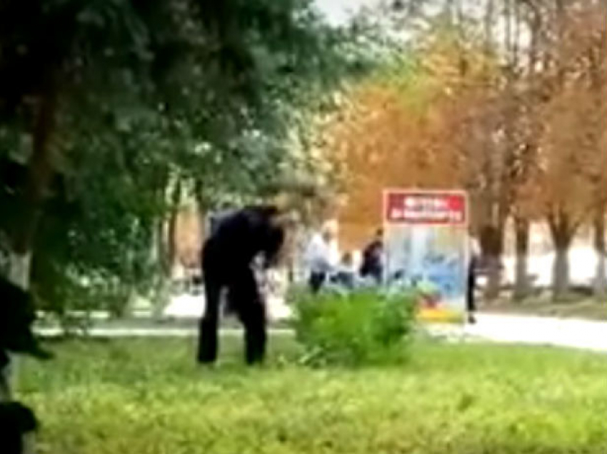 "Пришел с топором в парк Кишинева и начал рубить": жители столицы сняли на видео уничтожение дерева
