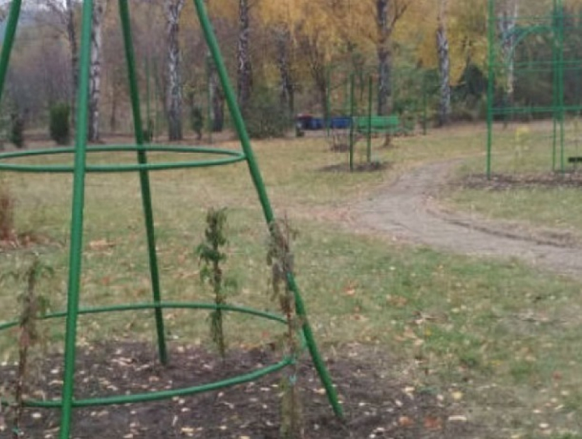 В Кишиневе восстановили уничтоженный снегопадом  лианарий в Ботаническом саду