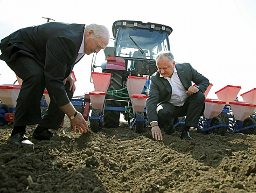 Потрясенный вкусом молдавского вина, Лукашенко решил «разбить виноградники» на юге Беларуси