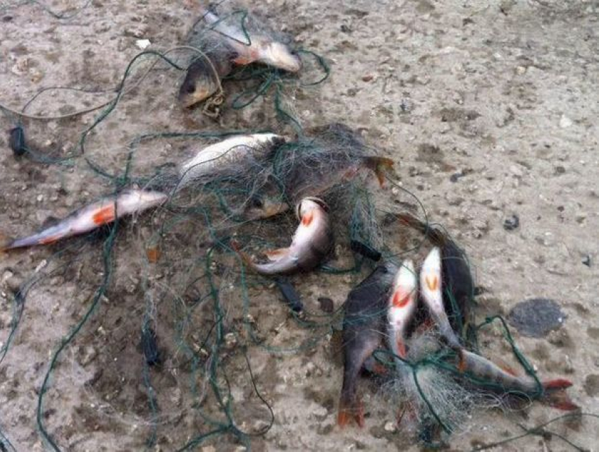 Браконьерскую сеть с рыбой обнаружили в озере парка Валя Морилор 