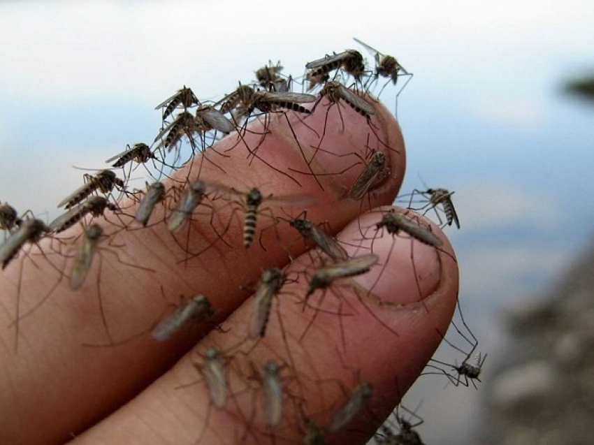 Комары-носители лихорадки Западного Нила покусали рыбаков на молдо-румынской границе