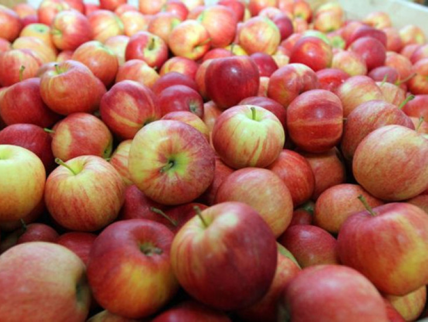 Яблоки уходят на сок: аграрии жалуются на рекордно низкие цены
