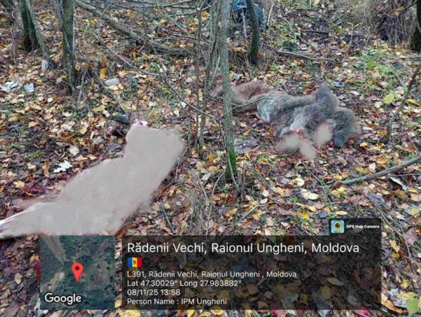 В Унгенском районе браконьер лишил жизни дикого кабана