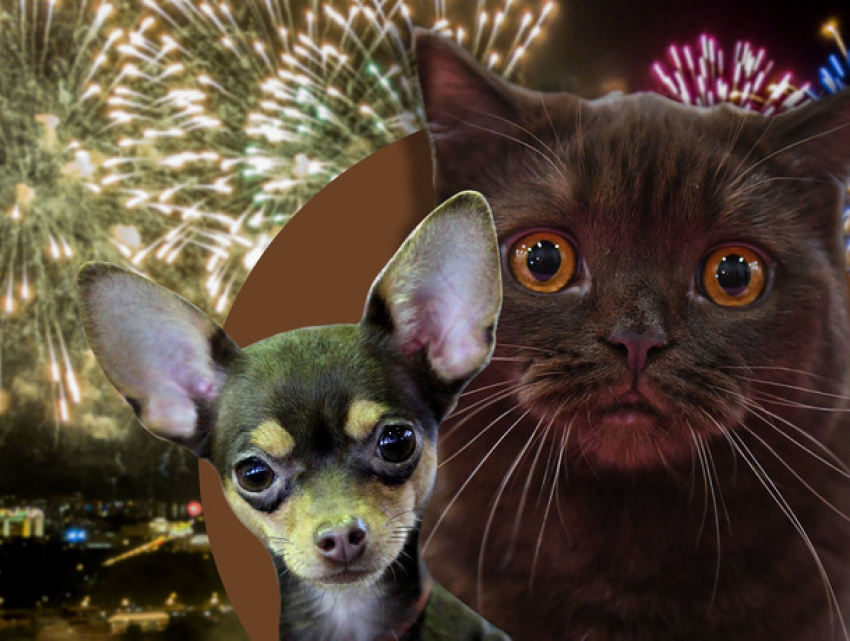 ANSA: фейерверки опасны для животных и окружающей среды