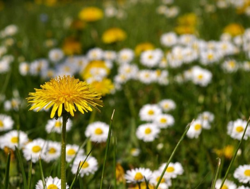 В четверг в Молдове будет очень жарко 