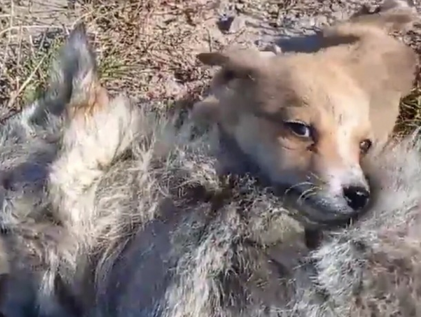 Душераздирающе: щенок никого не подпускал к своей маме, которую сбила машина