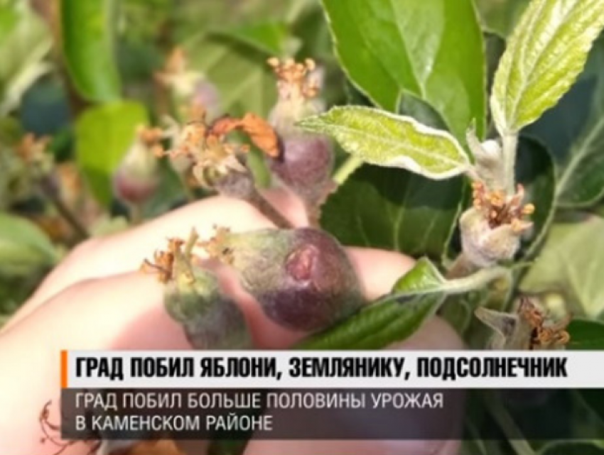 Потеряна половина урожая: в Приднестровье град побил яблоки, землянику и подсолнечник 