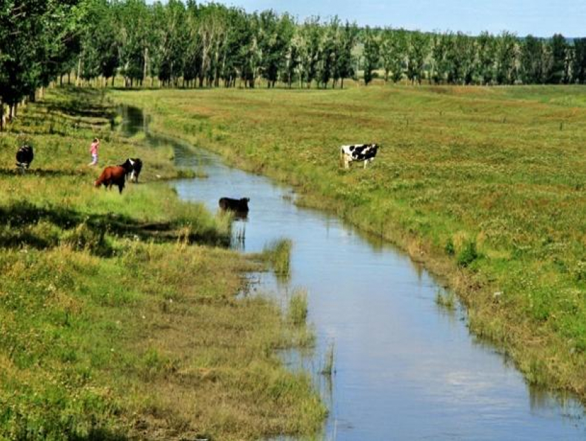В Яловенском районе пересохла речка Ботна - жителям сел негде поить домашний скот