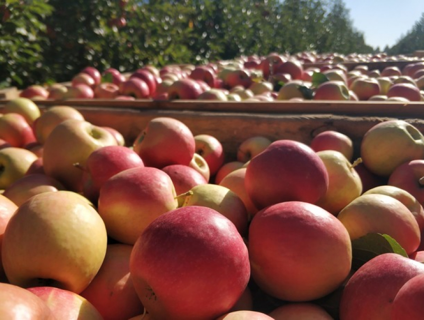 Додон: из-за глупости нынешних властей большинство молдавских производителей яблок обречены на банкротство