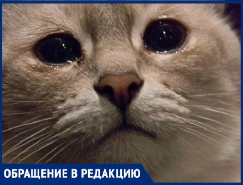 Наехала на кошку и не отреагировала на замечание - бездушие некоторых кишиневцев убивает