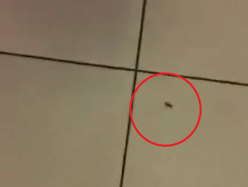Рыжики гуляют: огромный таракан в крупном торговом центре испугал жительницу Кишинева