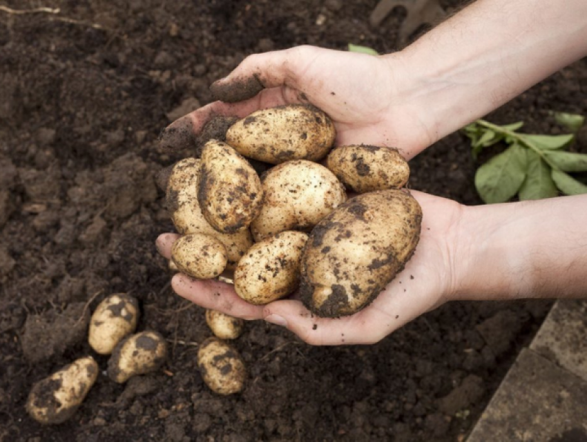 "Перебои с картофелем» - в Ассоциации картофелеводов Молдовы встревожены ситуацией