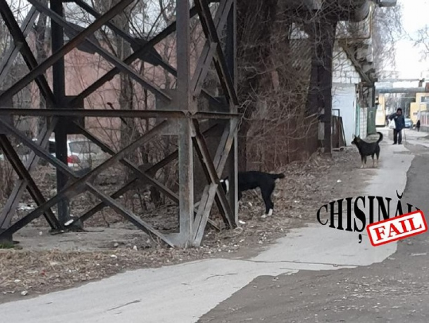 В Кишиневе у железнодорожного вокзала стая собак чудом не загрызла женщину на глазах сторожа