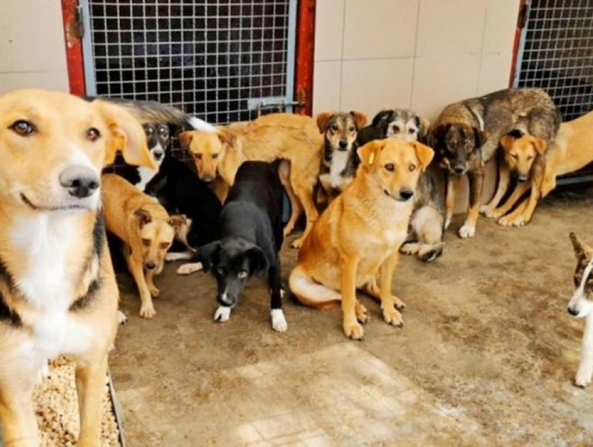 Переполненный приют и агрессивные собаки: власти столицы готовят жёсткие изменения 