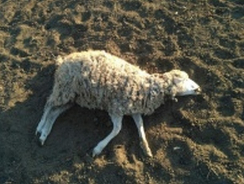 Волки задрали овец и испугали жителей юга Молдовы