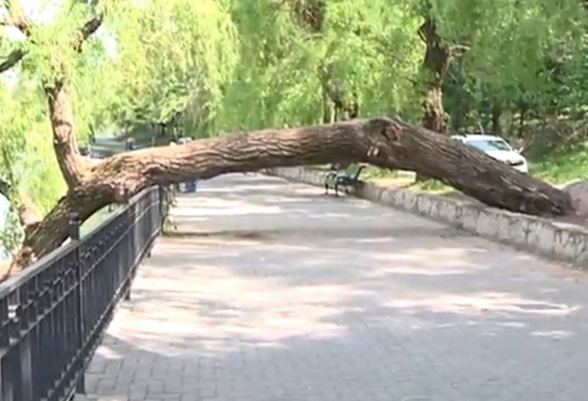 В парке «Валя Морилор» упавшее дерево перекрыло всю аллею